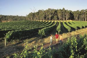 Margaret River Caves Wine and Cape Leeuwin Lighthouse Tour from Perth - Find Attractions